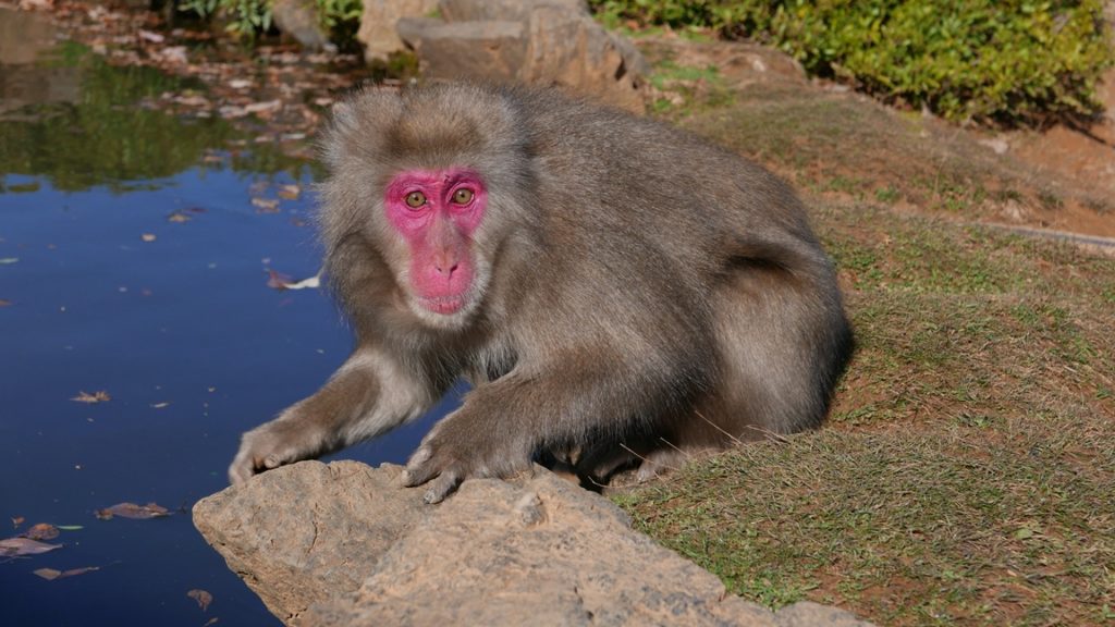 Arashiyama monkey park