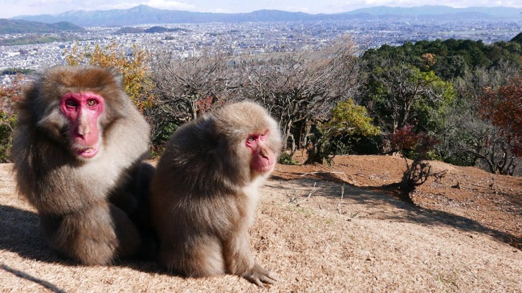Arashiyama monkey park