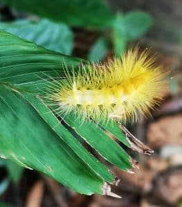 butterfly-larva-awana-bio-park