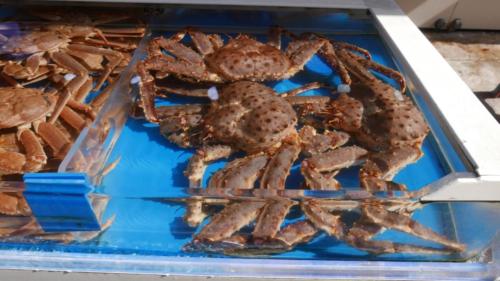 Live King crabs at Gijang Crab Market