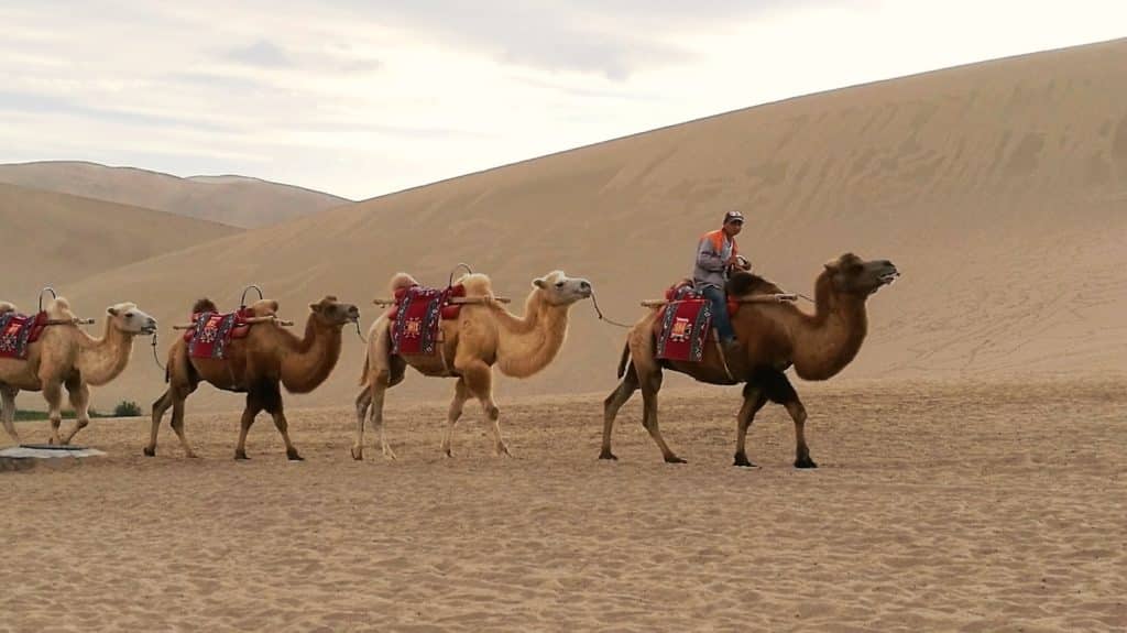 Camels along the Silk Route